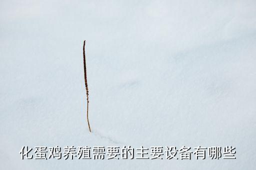 化蛋鸡养殖需要的主要设备有哪些