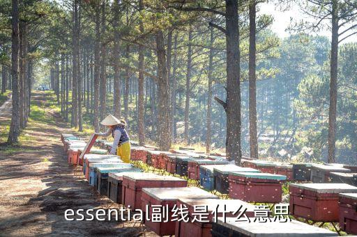 essential副线是什么意思